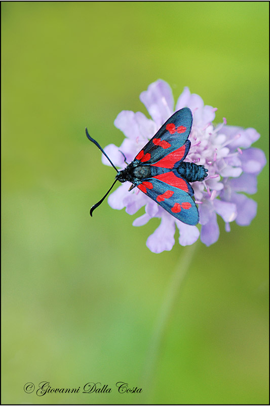 Zygaena filipendulae